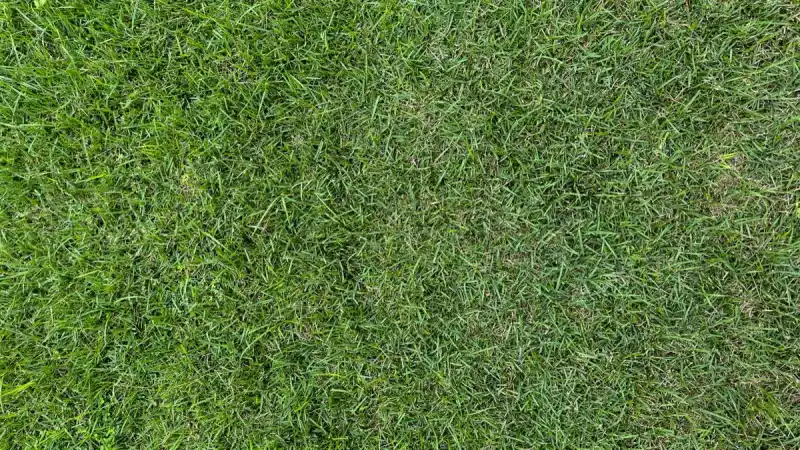 New Lawn Establishment in North Las Vegas, NV