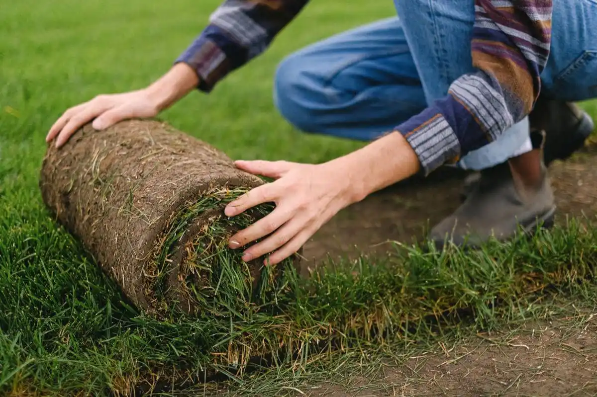 Sod Removal & Replacement in North Las Vegas, NV